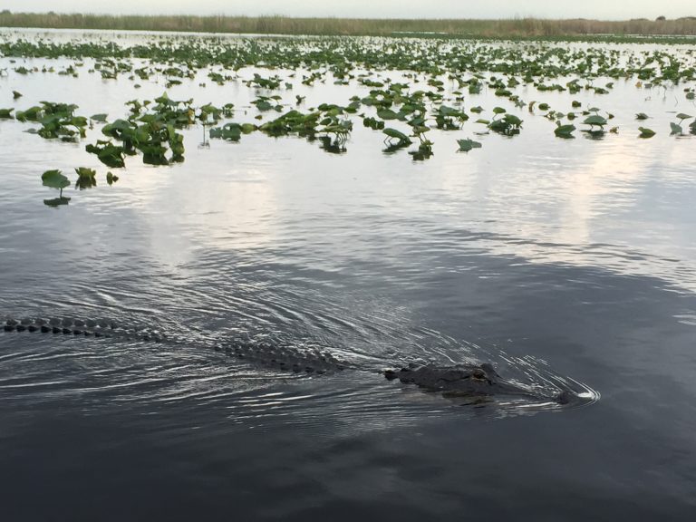 Everything You Need To Know About The Everglades Alligator Tour ...